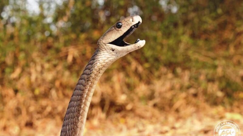 ಕಿಲ್ಲರ್ ಬ್ಲಾಕ್ ಮಾಂಬಾ! ಕಚ್ಚಿದ್ರೆ ಉಳಿಯೋ ಚಾನ್ಸೇ ಇಲ್ಲ!ಉಸಿರು ನಿಲ್ಲಿಸೋ ಡೇಂಜರ್ ಸ್ನೇಕ್