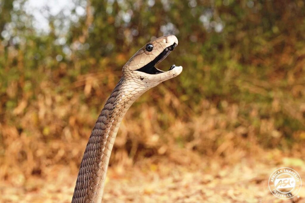 ಕಿಲ್ಲರ್ ಬ್ಲಾಕ್ ಮಾಂಬಾ! ಕಚ್ಚಿದ್ರೆ ಉಳಿಯೋ ಚಾನ್ಸೇ ಇಲ್ಲ!ಉಸಿರು ನಿಲ್ಲಿಸೋ ಡೇಂಜರ್ ಸ್ನೇಕ್