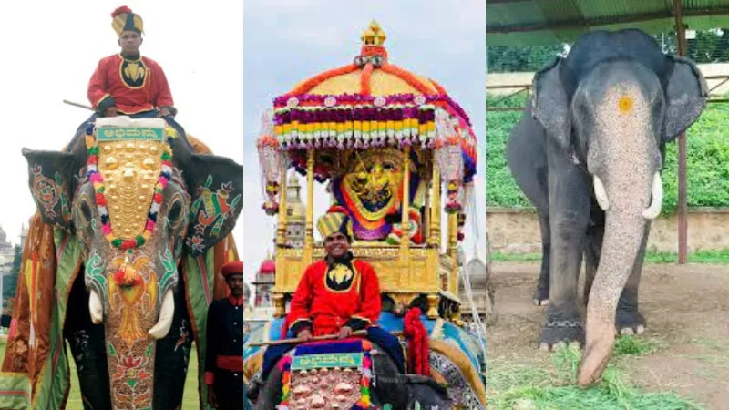 ಅಂಬಾರಿ ಹೊರಲ್ಲ ಅಭಿಮನ್ಯು – ತುಂಟ ಭೀಮನೇ ಮುಂದಿನ ಕ್ಯಾಪ್ಟನ್?ದಸರಾ ಗಜಪಡೆಗೆ ಮೇಜರ್ ಸರ್ಜರಿ