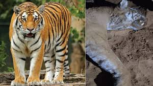  ಹಸು ಕೊಂದ ಸಿಟ್ಟಲ್ಲಿ ಹುಲಿಯನ್ನು ಕೊಚ್ಚಿ ಕೊಂದ -ಬಲೆಗೆ ಬಿದ್ದ ಹುಲಿ ಹಂತಕ