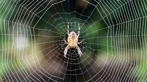 ಮನೆಯಲ್ಲಿ ಜೇಡ ಬಲೆ ಕಟ್ಟುತ್ತಿದ್ಯಾ- ವಾಸ್ತು ಪ್ರಕಾರ ಜೇಡರಬಲೆ ಕಟ್ಟಿದ್ರೆ ಸಮಸ್ಯೆ ಫಿಕ್ಸ್