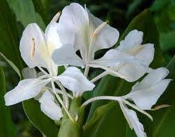 ಕರಾವಳಿಯಲ್ಲಿ ಕುಬೇರನ ಹೂದೋಟದ ಹೂವಿನ ಸುಗಂಧ – ಇದು ಒಂದು ದೇಶದ ರಾಷ್ಟ್ರೀಯ ಹೂವು ಹೌದು..!