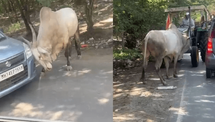 ಈ ರೋಡ್‌ಗೆ ನಾನೇ ಡಾನ್!‌ – ಕಾರಿನ ಮೇಲೆ ಗೂಳಿಯಿಂದ ಡೆಡ್ಲಿ ಅಟ್ಯಾಕ್!