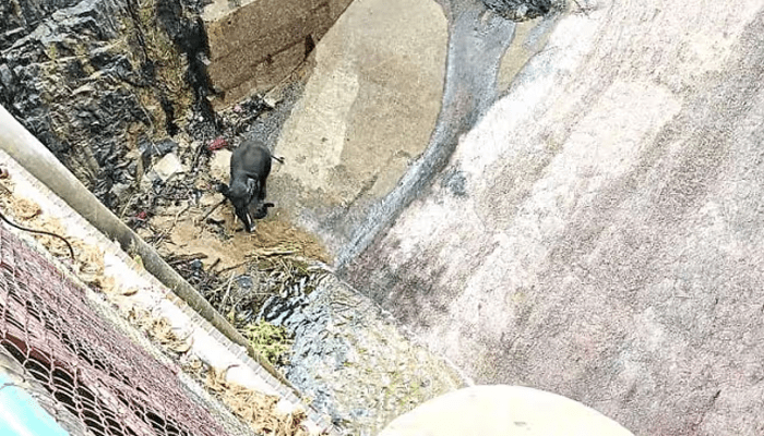 4 ದಿನಗಳಿಂದ ವಿದ್ಯುತ್‌ ಉತ್ಪಾದನಾ ಕೇಂದ್ರದಲ್ಲಿ ಮರಿಯಾನೆ ಪರದಾಟ! – ಆನೆ ರಕ್ಷಣೆಗೆ ಬೆಂಗಳೂರಿನಿಂದ ಬಂತು ಕ್ರೇನ್​​!