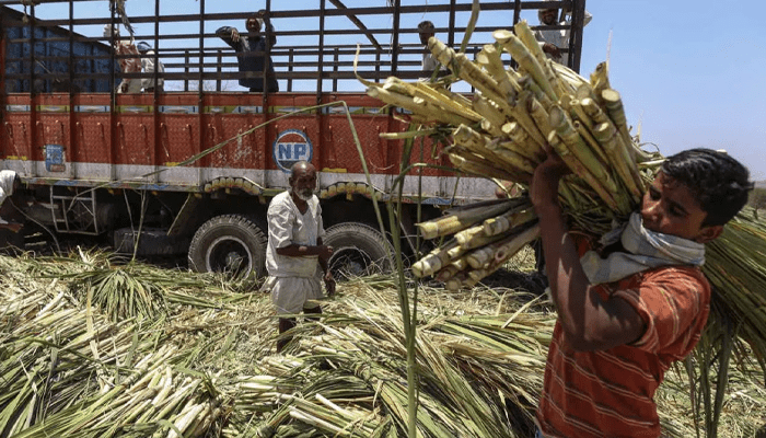 ಕಬ್ಬು ಬೆಳೆಗಾರರ ಬಾಳಲ್ಲಿ ಕಾರ್ಖಾನೆ ಮಾಲೀಕರ ಚೆಲ್ಲಾಟ! – ಬೀದರ್‌ನಲ್ಲಿ ಸಿಡಿದೆದ್ದ ರೈತರು