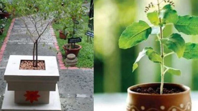 ವಾಸ್ತು ಪ್ರಕಾರ ಮನೆಯ ಯಾವ ಭಾಗದಕ್ಕೆ ತುಳಸಿ ಗಿಡವನ್ನು ನೆಡಬೇಕು..?