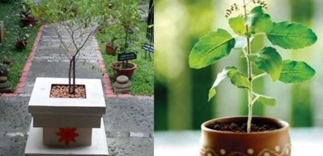 ವಾಸ್ತು ಪ್ರಕಾರ ಮನೆಯ ಯಾವ ಭಾಗದಕ್ಕೆ ತುಳಸಿ ಗಿಡವನ್ನು ನೆಡಬೇಕು..?