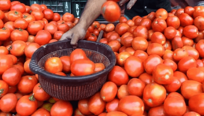 ಕೆಂಪು ಸುಂದರಿ ಸಖತ್‌ ಕಾಸ್ಟ್ಲಿ! – ಶತಕದ ಅಂಚಿನತ್ತ ಟೊಮ್ಯಾಟೊ ಬೆಲೆ!