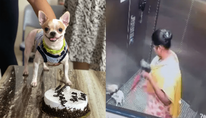 ಮನುಷ್ಯತ್ವ ಮರೆತ ಮಹಿಳೆ – ನೆಲಕ್ಕೆ ಬಡಿದು ನಾಯಿ ಮರಿಯನ್ನ ಕೊಂದ ಸೇವಕಿ!