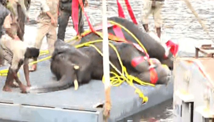 4 ದಿನದ ಕಾರ್ಯಾಚರಣೆ.. ಆಪರೇಷನ್‌ ಕಾಡಾನೆ ಸಕ್ಸಸ್!‌ – ನಾಲೆಗೆ ಬಿದ್ದು ಒದ್ದಾಡುತ್ತಿದ್ದ ಆನೆಮರಿ ಕಡೆಗೂ ಸೇಫ್!