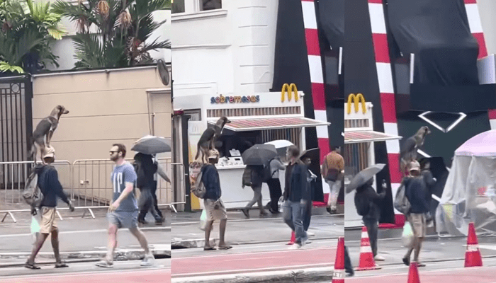 ಮಗುವಂತೆ ಶ್ವಾನವನ್ನ ಹೆಗಲ ಮೇಲೆ ಕೂರಿಸಿಕೊಂಡು ಊರೂರು ಸುತ್ತಿದ ಯುವಕ!