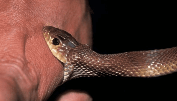 ಒಂದೇ ಮನೆಯ ಮೂವರು ಮಕ್ಕಳಿಗೆ ಕಚ್ಚಿದ ವಿಷಕಾರಿ ಹಾವು!