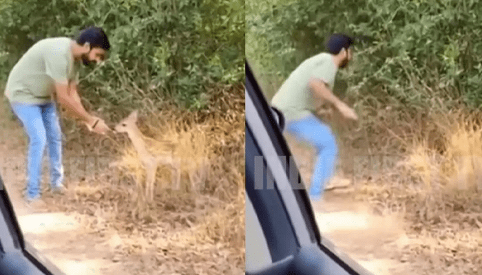 ಜಿಂಕೆ ಮರಿ ಹಿಂದೆ ಹೋದವನ ಮೇಲೆ ಹುಲಿ ಡೆಡ್ಲಿ ಅಟ್ಯಾಕ್! -‌ ಆಮೇಲೆ ಏನಾಯ್ತು?