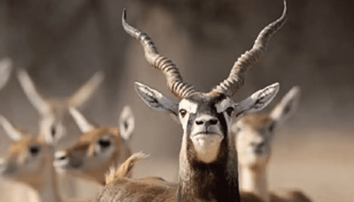 ರಾಣಿ ಚೆನ್ನಮ್ಮ ಮೃಗಾಲಯದಲ್ಲಿ ಕೃಷ್ಣಮೃಗಗಳ ಮಾರಣಹೋಮ! – ಸುತ್ತಮುತ್ತಲಿನ ಗ್ರಾಮದಲ್ಲಿ ಹೈಅಲರ್ಟ್!‌