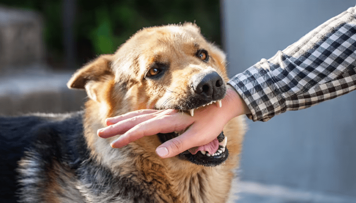 ನಾಯಿ ಕಚ್ಚಿ ಸಾವನ್ನಪ್ಪಿದ್ರೆ 5 ಲಕ್ಷ ಪರಿಹಾರ ಘೋಷಿಸಿದ ರಾಜ್ಯ ಸರ್ಕಾರ!