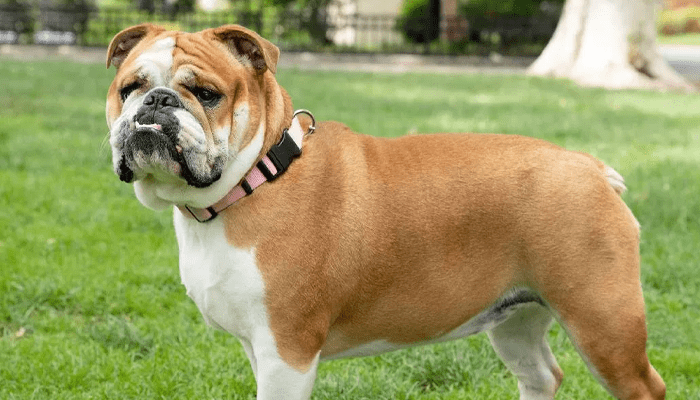 ಬುಲ್‌ಡಾಗ್‌ ದಾಳಿಗೆ ಪ್ರಾಣ ಕಳೆದುಕೊಂಡ 4 ವರ್ಷದ ಬಾಲಕಿ! – ಚರ್ಮ ಸಮೇತ ಕೂದಲು ಕಿತ್ತು ಕೊಂದ ನಾಯಿ!