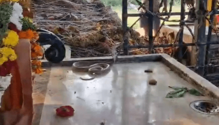 ಶಿವನ ದೇಗುಲದಲ್ಲಿ ಪ್ರತ್ಯಕ್ಷವಾದ ನಾಗಪ್ಪ! – ಹಾವು ಕಂಡು ಜನ ಮಾಡಿದ್ದೇನು ಗೊತ್ತಾ?