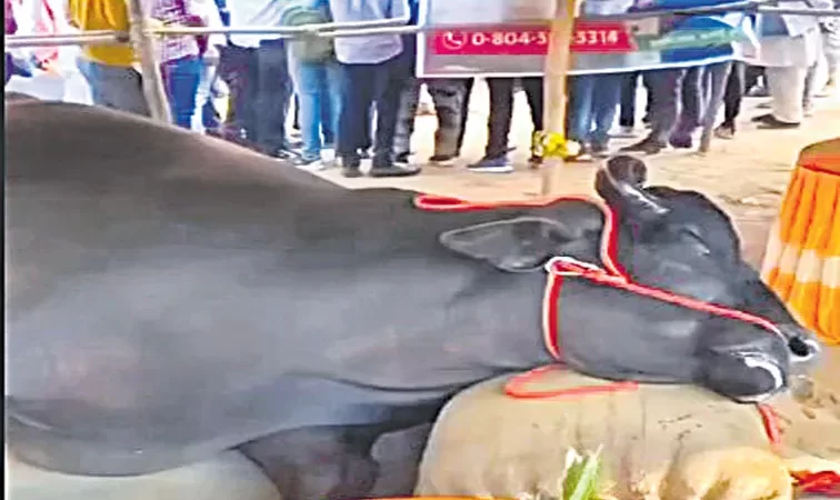 21 ಕೋಟಿ ರೂ. ಮೌಲ್ಯದ ಕೋಣ ಸಾ*ವು  – ವಿಷ ಹಾಕಿ ಕೊಂದ್ರಾ?