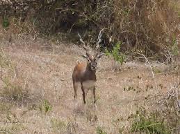 ಕೃಷ್ಣಮೃಗಗಳ ಸಾವಿಗೆ ಗಳಲೆ ರೋಗವೇ ಕಾರಣ  –  ಮರಣೋತ್ತರ ಪರೀಕ್ಷೆಯಲ್ಲಿ ಕಾರಣ ಬಹಿರಂಗ..!