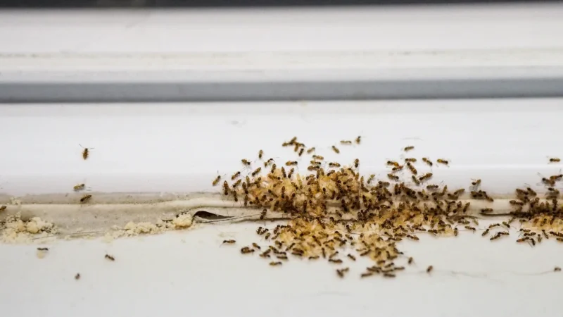 ಮನೆಗೆ ಇರುವೆ ಬಂದರೇ ಶುಭನಾ? ಅಶುಭನಾ?