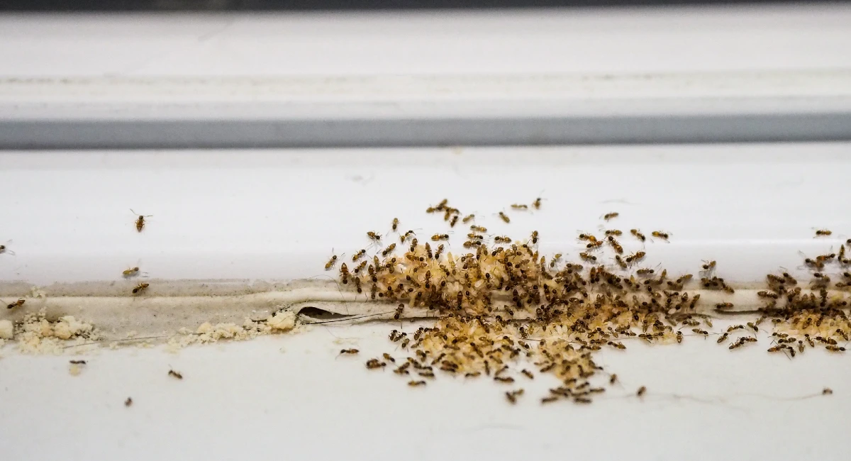 ಮನೆಗೆ ಇರುವೆ ಬಂದರೇ ಶುಭನಾ? ಅಶುಭನಾ?