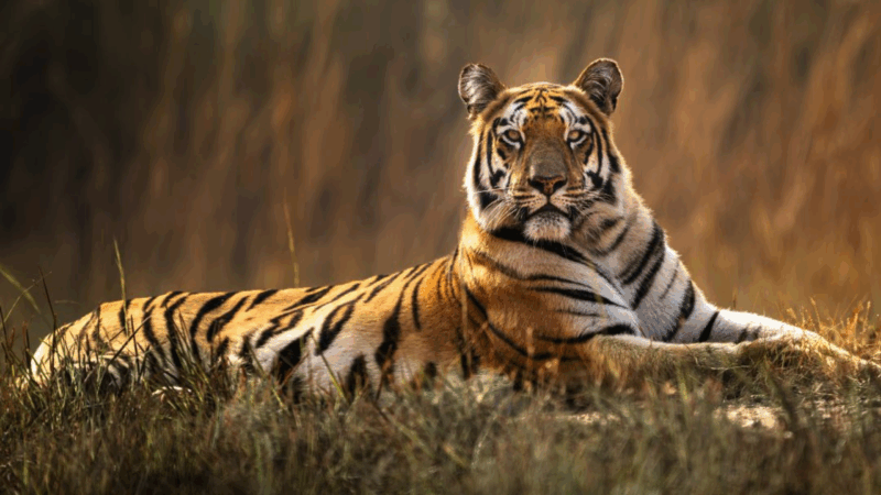 ಕರ್ನಾಟಕದಲ್ಲಿ ಪದೇ ಪದೇ ಕಾಡು ಪ್ರಾಣಿಗಳ ಅಟ್ಯಾಕ್ – ಮೈಸೂರಿನಲ್ಲಿ ಹುಲಿ ದಾಳಿಗೆ ಮೊತ್ತೊಬ್ಬ ರೈತ ಬಲಿ