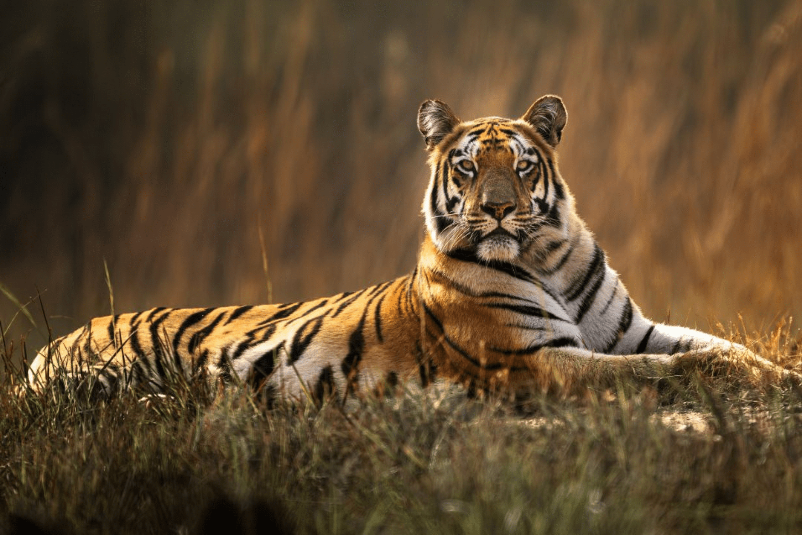 ಕರ್ನಾಟಕದಲ್ಲಿ ಪದೇ ಪದೇ ಕಾಡು ಪ್ರಾಣಿಗಳ ಅಟ್ಯಾಕ್ – ಮೈಸೂರಿನಲ್ಲಿ ಹುಲಿ ದಾಳಿಗೆ ಮೊತ್ತೊಬ್ಬ ರೈತ ಬಲಿ