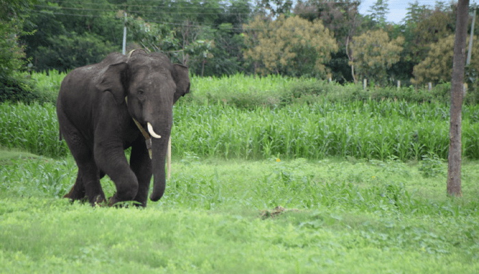 ಆನೆಗಳ ಕಾಟದಿಂದ ಮುಕ್ತಿ ಕೊಡಿಸಿ – ಸುಳ್ಳ, ಪುತ್ತೂರು ಭಾಗದ ರೈತರಿಂದ ಸರ್ಕಾರಕ್ಕೆ ಮನವಿ