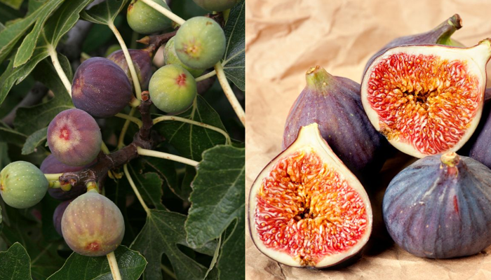 ಈ ಹಣ್ಣು ತಿಂದ್ರೆ ಗ್ಯಾಸ್ಟ್ರಿಕ್ ಸಮಸ್ಯೆ ದೂರ! – ಒಂದು ಹಣ್ಣು.. ಇಷ್ಟೊಂದು ಪ್ರಯೋಜನ!