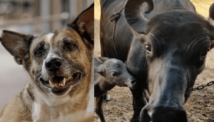 ಹುಚ್ಚು ನಾಯಿ ಕಚ್ಚಿದ್ದ ಎಮ್ಮೆಯ ಹಾಲು, ಮೊಸರು ಕುಡಿದ 200 ಮಂದಿ! –  ಆ ಮೇಲೆ ಏನಾಯ್ತು ಗೊತ್ತಾ?  