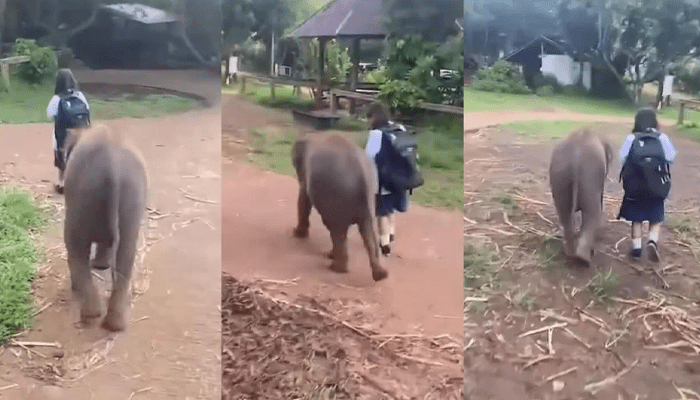 ನಾನೂ ಶಾಲೆಗೆ ಬರ್ತೀನಿ.. – ಪುಟ್ಟ ಹುಡುಗಿ ಜೊತೆ ಸ್ಕೂಲ್‌ಗೆ ಹೊರಟ ಮರಿಯಾನೆ!