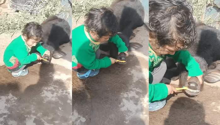 ಅಯ್ಯೋ.. ನೀನಿನ್ನು ಬ್ರಷ್‌ ಮಾಡಿಲ್ವಾ? – ಎಮ್ಮೆಗೆ ಹುಲ್ಲುಜ್ಜಿಸಿದ ಪುಟಾಣಿ!