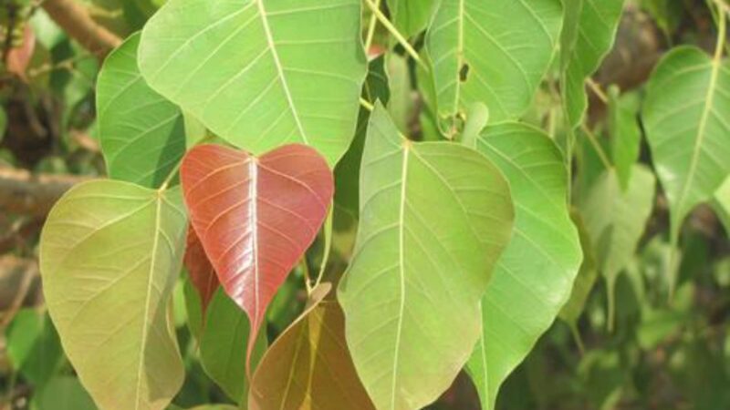 ನಿಮ್ಮ ಮನೆಯ ಗೋಡೆ & ಛಾವಣಿ ಮೇಲೆ ಅಶ್ವತ್ಥ ಮರ ಬೆಳೆಯುತ್ತಿದ್ಯಾ? – ಈಗಲೇ ಈ ಕೆಲಸ ಮಾಡಿ