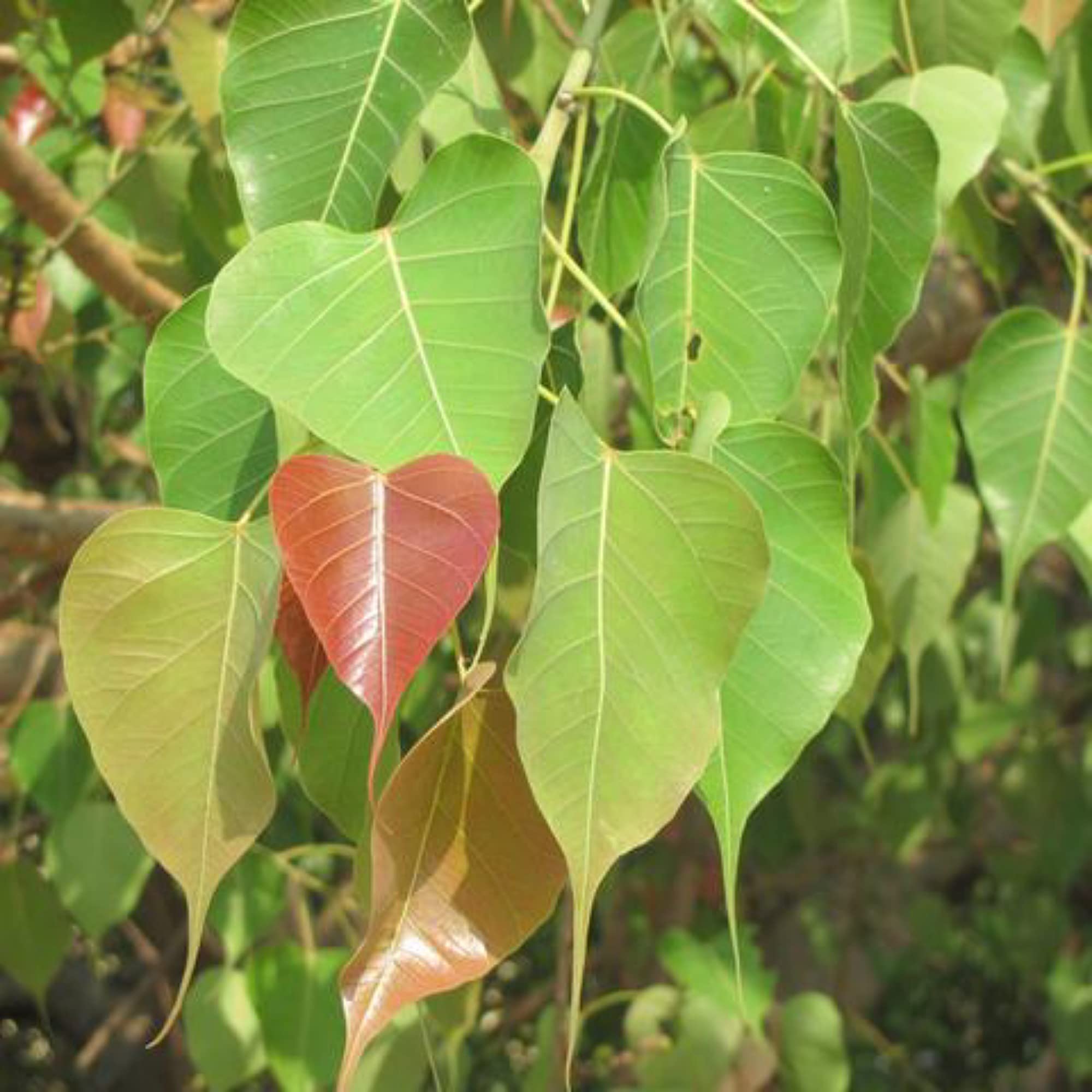 ನಿಮ್ಮ ಮನೆಯ ಗೋಡೆ & ಛಾವಣಿ ಮೇಲೆ ಅಶ್ವತ್ಥ ಮರ ಬೆಳೆಯುತ್ತಿದ್ಯಾ? – ಈಗಲೇ ಈ ಕೆಲಸ ಮಾಡಿ