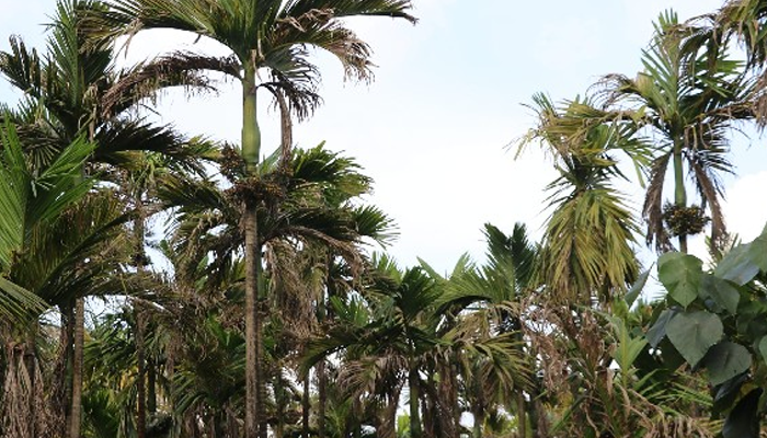 ಎಲೆಚುಕ್ಕಿ, ಕೊಳೆ ರೋಗದಿಂದ ಅಡಿಕೆ ಬೆಳೆಗಾರರಿಗೆ ಸಂಕಷ್ಟ! – ರೈತರ ಸಮಸ್ಯೆಗೆ ಸರ್ಕಾರ ಏನೆಲ್ಲಾ ಕ್ರಮಕೈಗೊಂಡಿದೆ?