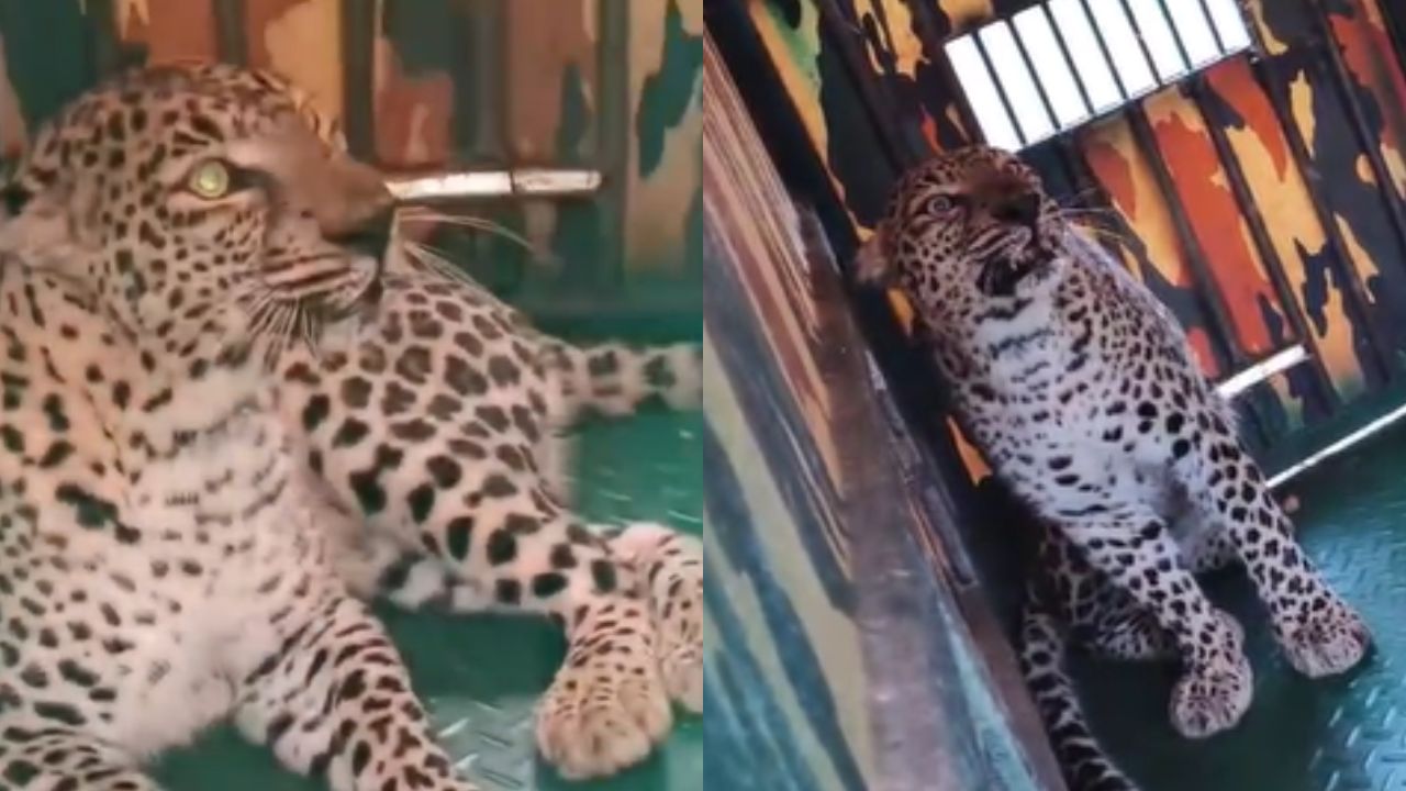 ಹಾವೇರಿಯಲ್ಲಿ ರೈತರನ್ನೇ ಬೇಟೆಯಾಡುತ್ತಿದ್ದ ಚಿರತೆ ಸೆರೆ