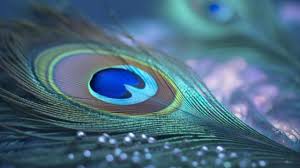 ಧನ,  ಸೌಭಾಗ್ಯ ಮತ್ತು ಸಮೃದ್ಧಿ ಹೆಚ್ಚಾಗಬೇಕಾ? –  ಮನೆಯ ಈ ನಾಲ್ಕು ಸ್ಥಳಗಳಲ್ಲಿ ನವಿಲುಗರಿ ಇಟ್ಟು ನೋಡಿ