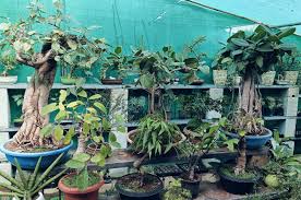 ನಿಮ್ಮ ಮನೆಯ ಮುಂದೆ ಈ ಗಿಡಗಳು ಇದ್ಯಾ –   ಆರ್ಥಿಕ ಸಮಸ್ಯೆ, ಕೌಟುಂಬಿಕ ಕಲಹಕ್ಕೆ ಕಾರಣವಾಗುತ್ತೆ ಹುಷಾರ್