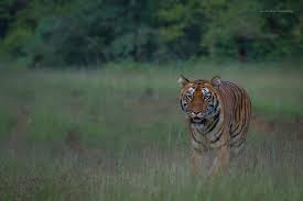 ಚಾಮರಾಜನಗರದಲ್ಲಿ ಹುಲಿ ಕಾಟ – ಎರಡು ದಿನ ಶಾಲೆ, ಅಂಗಡಿ, ಜನರ ಓಡಾಟ ಬಂದ್