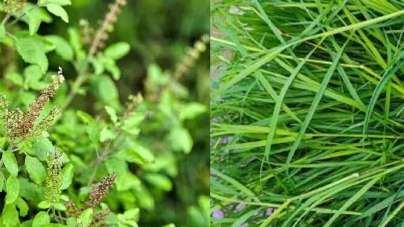 ನಿಮ್ಮ ಮನೆಯ ತುಳಸಿ ಗಿಡದ ಪಕ್ಕ ಗರಿಕೆ ಹುಲ್ಲು ಬೆಳೆಯುತ್ತಿದ್ಯಾ – ಹಾಗಿದ್ರೆ ತಪ್ಪದೇ ಈ ಸ್ಟೋರಿ ಓದಿ