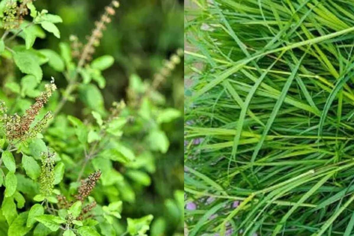 ನಿಮ್ಮ ಮನೆಯ ತುಳಸಿ ಗಿಡದ ಪಕ್ಕ ಗರಿಕೆ ಹುಲ್ಲು ಬೆಳೆಯುತ್ತಿದ್ಯಾ – ಹಾಗಿದ್ರೆ ತಪ್ಪದೇ ಈ ಸ್ಟೋರಿ ಓದಿ