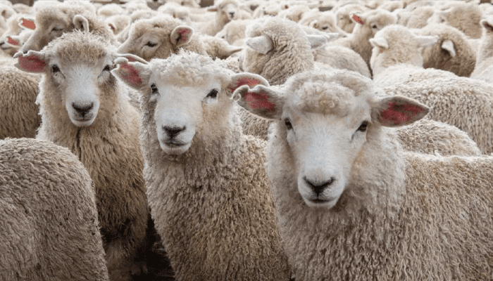 ಮೇವು ಎಂದು ಜೋಳದ ಚಿಗುರು ತಿಂದ ಕುರಿಗಳು! –  ಅಯ್ಯೋ.. 50 ಕುರಿಗಳು ಬಲಿ!