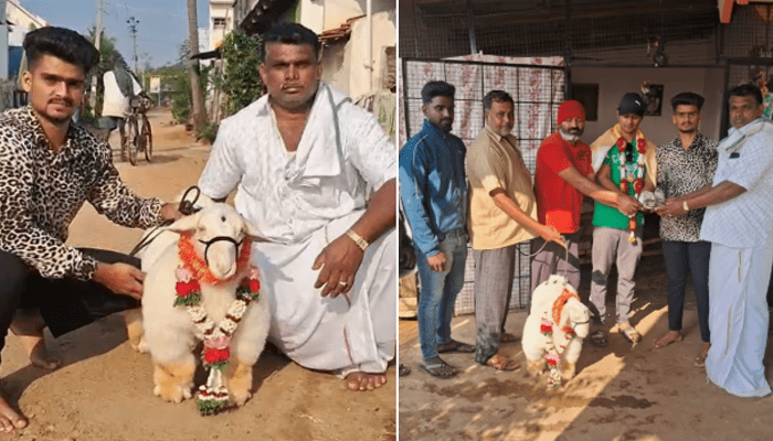 ಅಬ್ಬಬ್ಬಾ 1.35 ಲಕ್ಷಕ್ಕೆ ಮಾರಾಟ ಆಯ್ತು 11 ತಿಂಗಳ ಬಂಡೂರು ಕುರಿ! – ಇದರ ವಿಶೇಷತೆ ಏನು ಗೊತ್ತಾ?