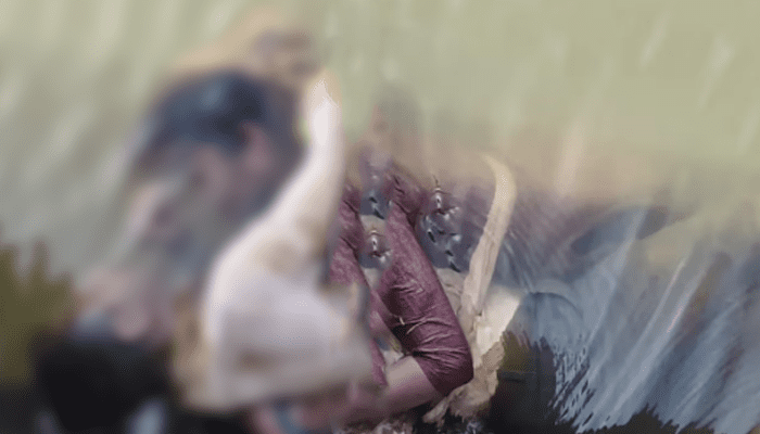 ಸಾವಲ್ಲೂ ಒಂದಾಗಬೇಕೆಂದು ಶಾಲು ಕಟ್ಟಿಕೊಂಡು ನದಿಗೆ ಹಾರಿದ ಪ್ರೇಮಿಗಳು!