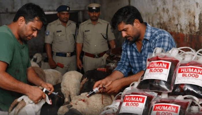 ಇದು ಮನುಷ್ಯರ ರಕ್ತ ಅಲ್ಲ.. ಕುರಿ ರಕ್ತ! – ಪ್ರಾಣಿಗಳ ರಕ್ತ ತೆಗೆದು ಸೇಲ್‌ ಮಾಡ್ತಿದ್ದ ಖದೀಮರು ಅರೆಸ್ಟ್!