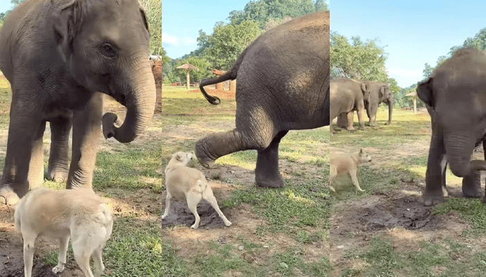 ಏಯ್.. ನನ್ನ ಕೆಣಕಬೇಡ..! – ತನಗೆ ಬೊಗಳಿದ ಶ್ವಾನವನ್ನು ಒದ್ದು ಓಡಿಸಿದ ಗಜರಾಜ