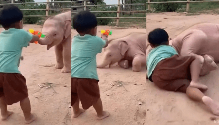 ಅಯ್ಯೋ… ಶೂಟ್‌ ಮಾಡ್ಬೇಡ! – ಆಟಿಕೆ ಗನ್‌ನಿಂದ ಶೂಟ್ ಮಾಡುತ್ತಿದ್ದಂತೆ ಬಿದ್ದಂತೆ ನಟಿಸಿದ ಅನೆ ಮರಿ!