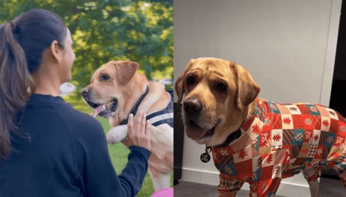 ಮುದ್ದಿನ ಶ್ವಾನಕ್ಕಾಗಿ ಬರೋಬ್ಬರಿ 15 ಲಕ್ಷ ಖರ್ಚು ಮಾಡಿದ ದಂಪತಿ! – ಇಂಡಿಯಾ To ಆಸ್ಟ್ರೇಲಿಯಾ ಶ್ವಾನ ರೋಚಕ ಜರ್ನಿ ಹೇಗಿತ್ತು?