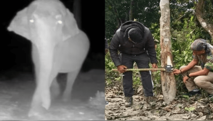 ಅಯ್ಯೋ.. ಕಾಡಲ್ಲೂ ನಂಗೆ ಪ್ರೈವೆಸಿ ಇಲ್ವಾ? – ಪ್ರಾಣಿಗಳ ಚಲನವಲನದ ವೀಕ್ಷಣೆಗೆ ಇರಿಸಿದ ಕ್ಯಾಮರಾ ಕಿತ್ತೆಸೆದ ಆನೆ