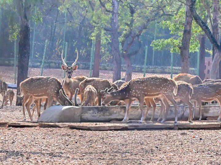 2 ದಿನ.. 4 ಜಿಂಕೆ ಸಾ*ವು – ದಾವಣಗೆರೆ ಮೃಗಾಲಯದ ಜಿಂಕೆಗಳ ಸರಣಿ ಸಾವಿನ ರಹಸ್ಯ ಬಯಲು!